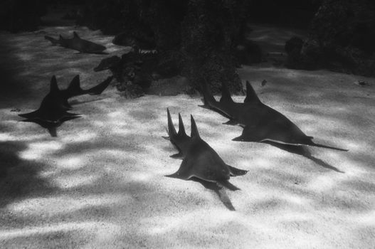 A group of sawfish swimming gracefully in an underwater setting captured in black and white.