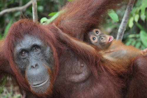 Gratis lagerfoto af dyrefotografering, habitat, orangutang