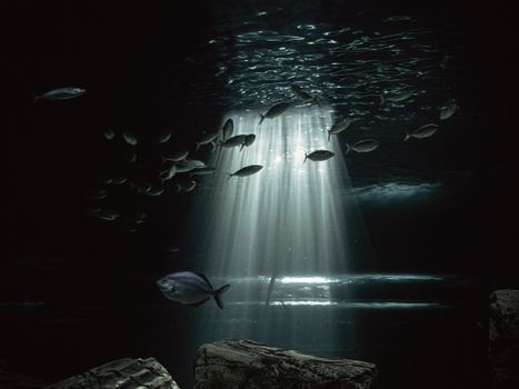 Mesmerizing underwater view with fish swimming through beams of light.