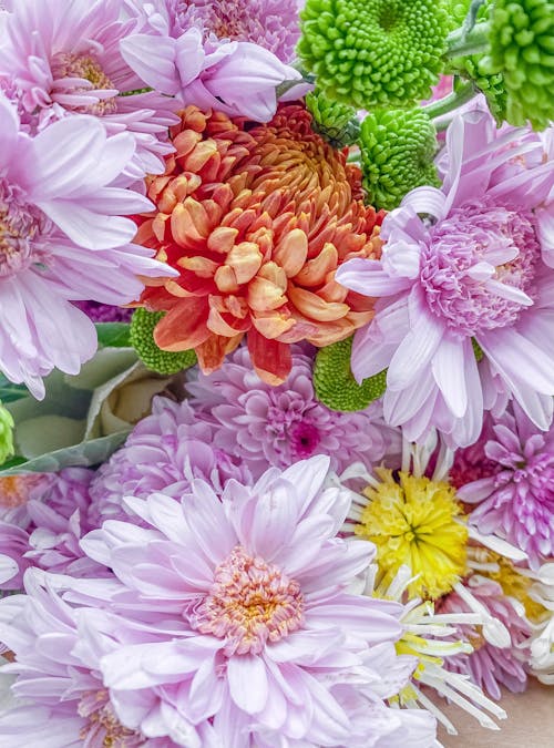 Gratuit Photos gratuites de bouquet, brillant, chrysanthème Photos