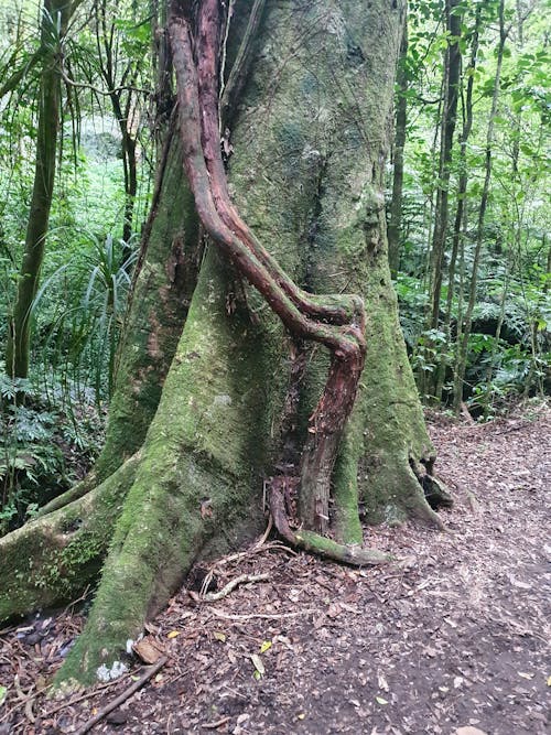 樹, 紐西蘭, 藤蔓 的 免费素材图片