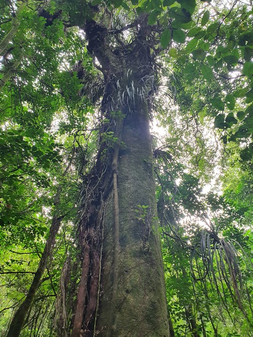 Foto d'estoc gratuïta de arbust, capçada d'un arbre, Nova Zelanda