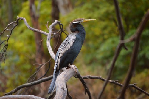 Bird on Brown Tree Branch