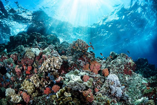 Beautiful Coral Reefs Underwater