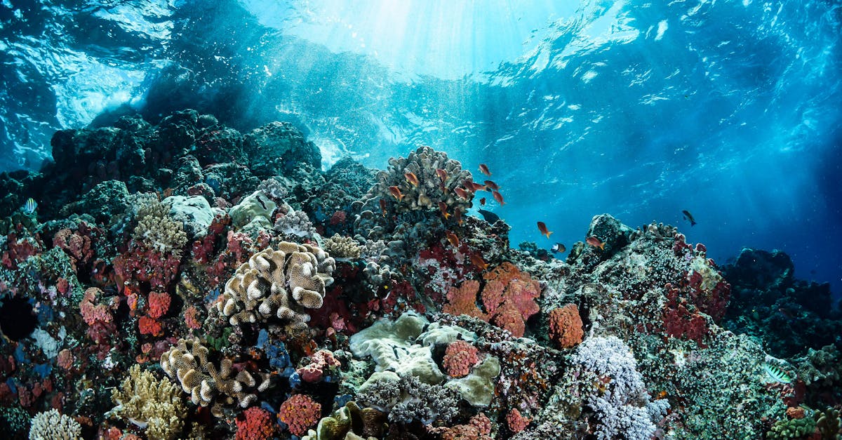Indonesian Odyssey: Bunaken's Underwater Wonderland