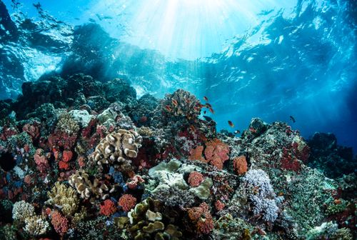 Free Explore the colorful coral reef teeming with marine life in Manado's clear blue waters. Stock Photo