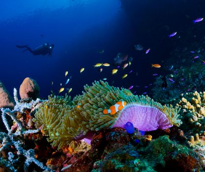 Colorful underwater coral reef with clownfish and diver in Gorontalo, Indonesia.