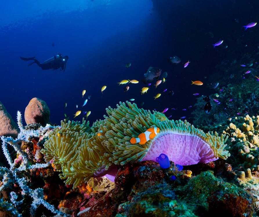 Deep Fish underwater 