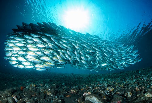 balık sürüsü, deniz hayatı, hayvan fotoğrafçılığı içeren Ücretsiz stok fotoğraf