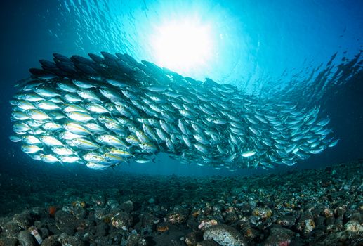 A vibrant school of fish swims underwater in Bali, Indonesia, showcasing aquatic life.