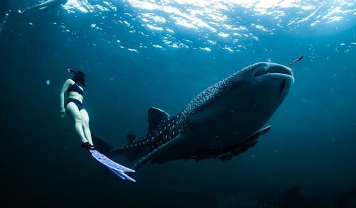 Whale shark Stock Photo