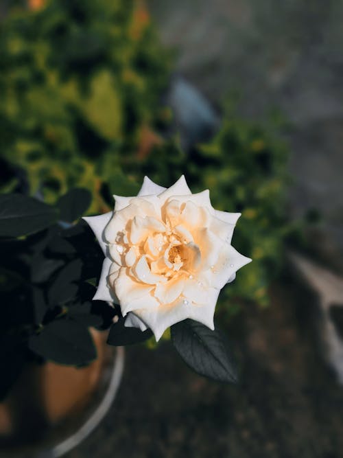 Close-Up Shot of a White Rose in Bloom