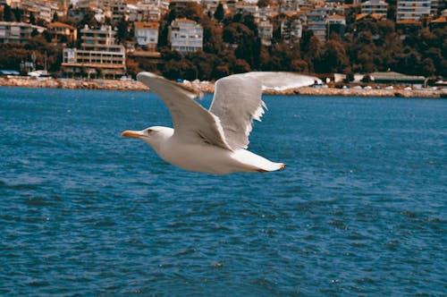 ฟรี คลังภาพถ่ายฟรี ของ การถ่ายภาพนก, การบิน, ทะเล คลังภาพถ่าย
