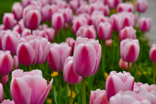 Gratuit Imagine de stoc gratuită din câmp, floră, fotografie de flori Fotografie de stoc