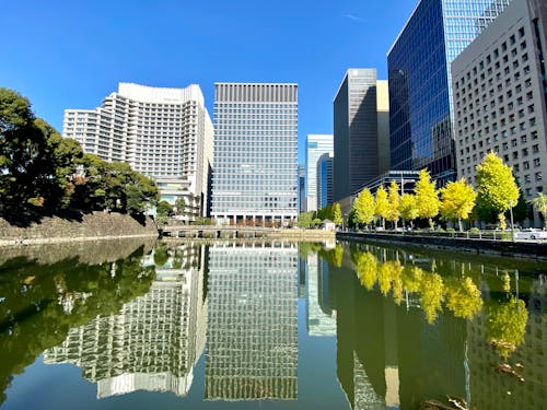 Fotos de stock gratuitas de arboles, cielo limpio, ciudad