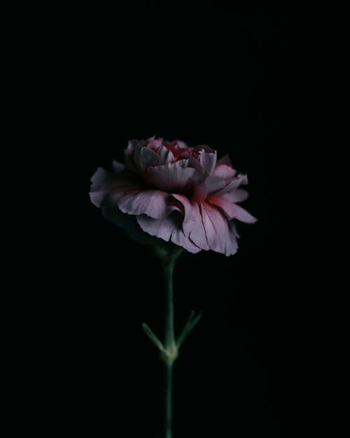 Close-Up Shot of a Pink Flower in Bloom