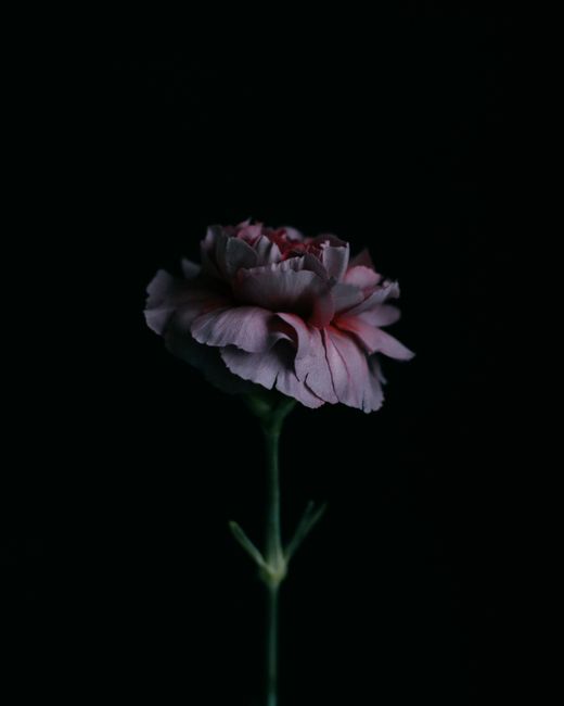 Dark and intimate close-up of a pink carnation against black, highlighting its delicate petals.