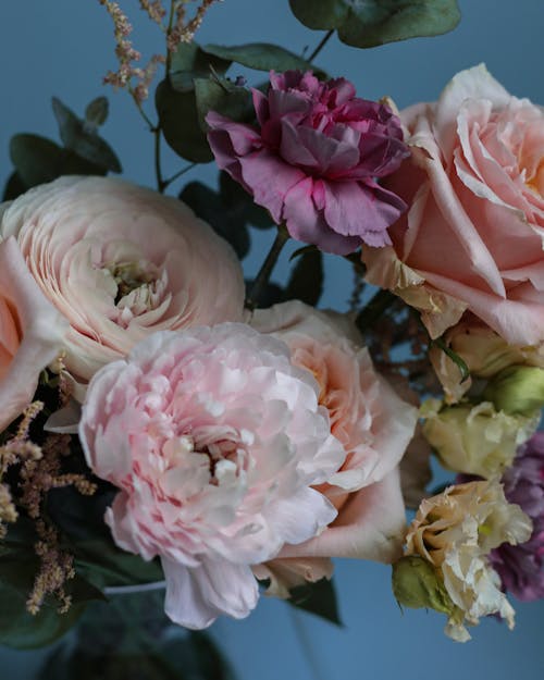 꽃, 꽃 사진, 다채로운의 무료 스톡 사진