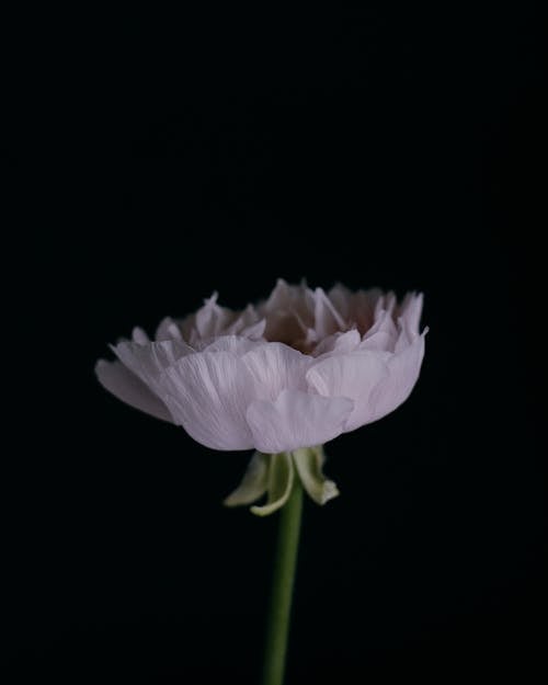 Close-Up Shot of a White Flower in Bloom