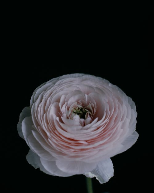 Free Close-Up Shot of a White Rose in Bloom Stock Photo