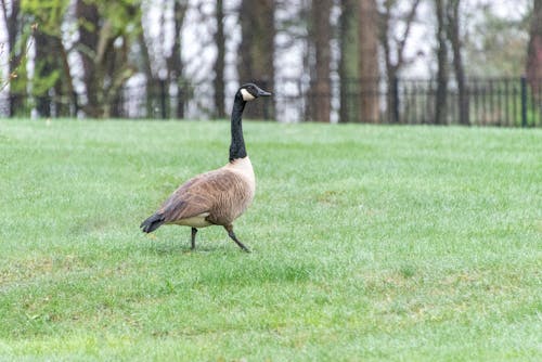 A Goose on a Grassy Field