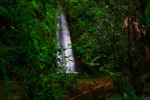 Free stock photo of landsape, nature, waterfall