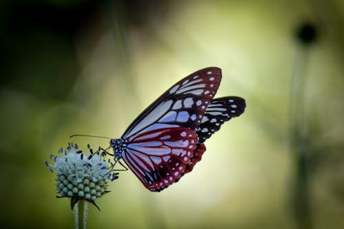 Free stock photo of butterfly, colorful