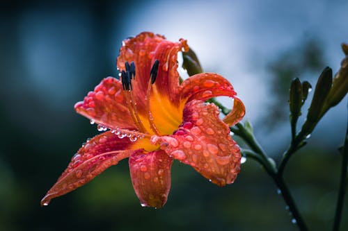 Close Up of a Wet Flower 
