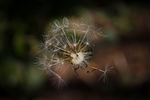 Free stock photo of 2021 wallpaper, dandelion Stock Photo