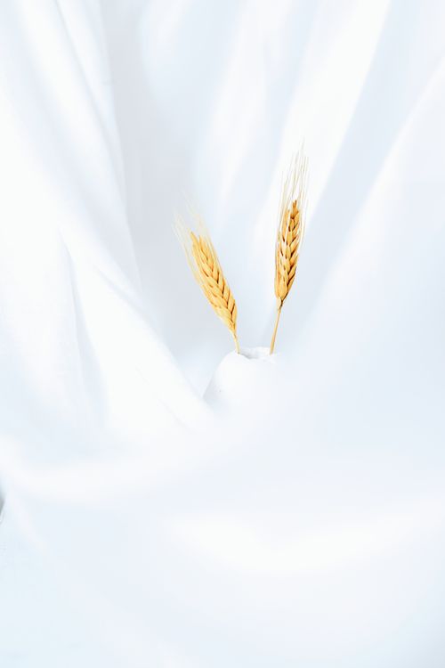 Free Two wheat stalks elegantly placed on a plain white backdrop, exuding simplicity and charm. Stock Photo