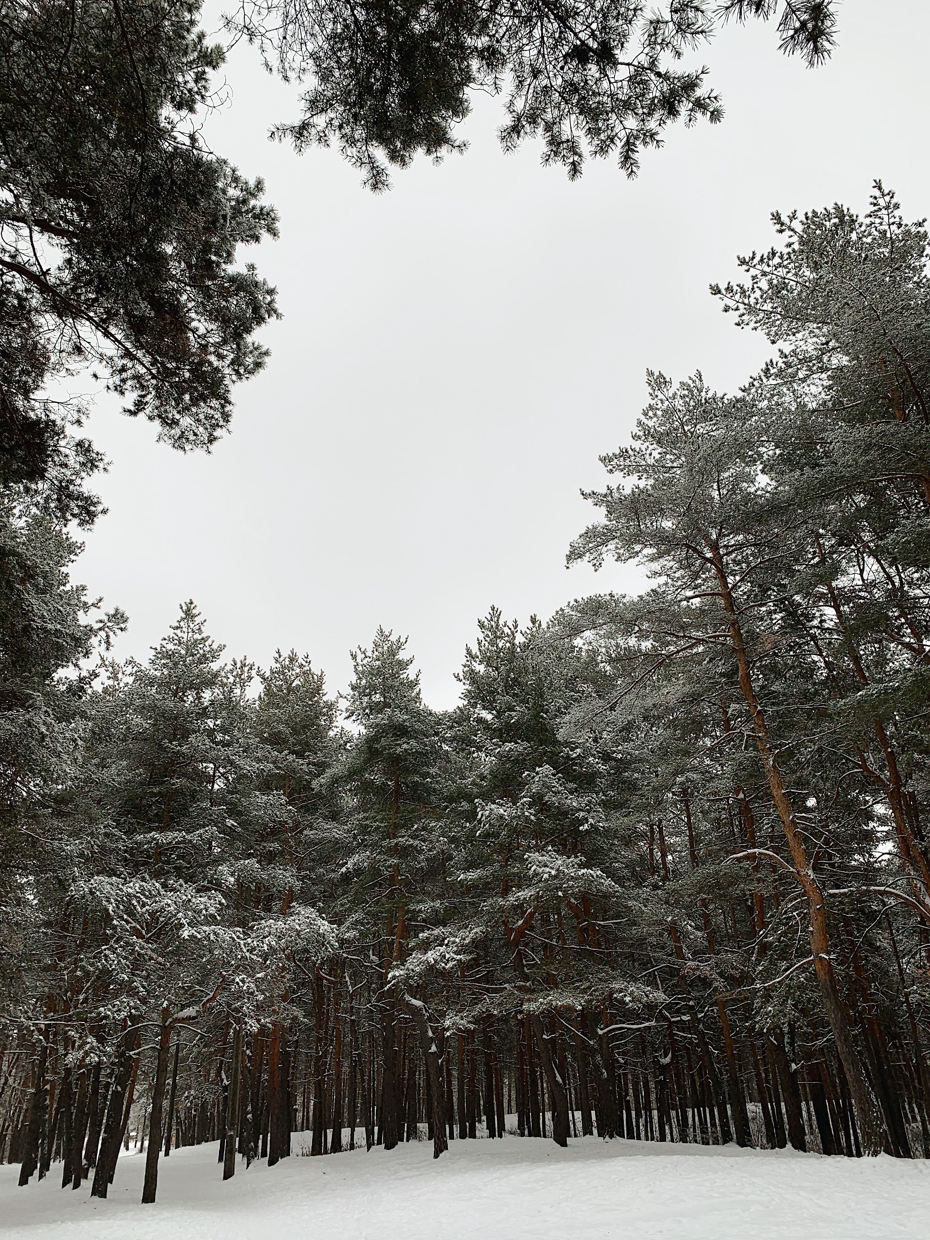 Serene winter scenery showcasing snow-covered pine trees in a tranquil forest near Nizhny Novgorod, Russia.