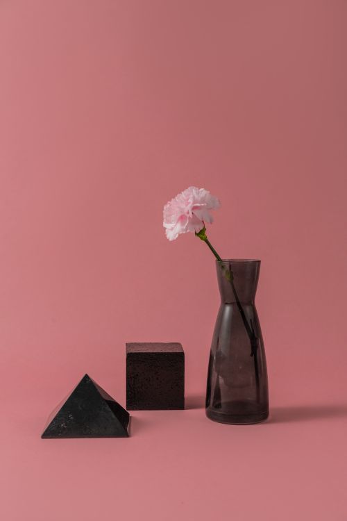 Free A stylish composition of a pink carnation with a vase, cube, and pyramid on a pink backdrop. Stock Photo