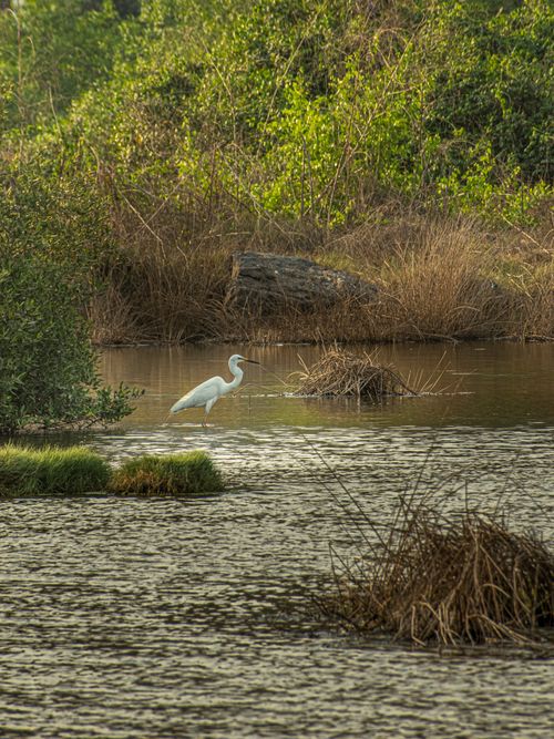 Free Great egret standing gracefully in a lush wetland surrounded by greenery and calm water. Stock Photo