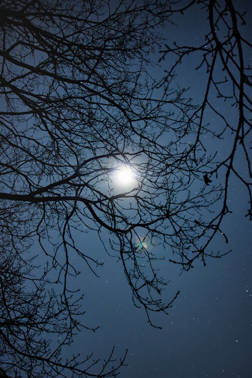 Leafless Tree During Night Time