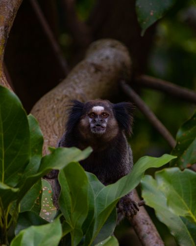 Common Marmoset