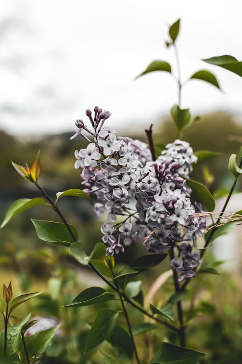 Kostenloses Stock Foto zu blumenphotographie, blüte, gewöhnlicher flieder