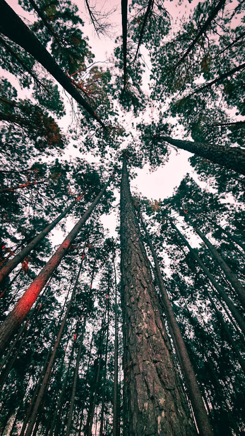 Základová fotografie zdarma na téma kmeny, les, listy