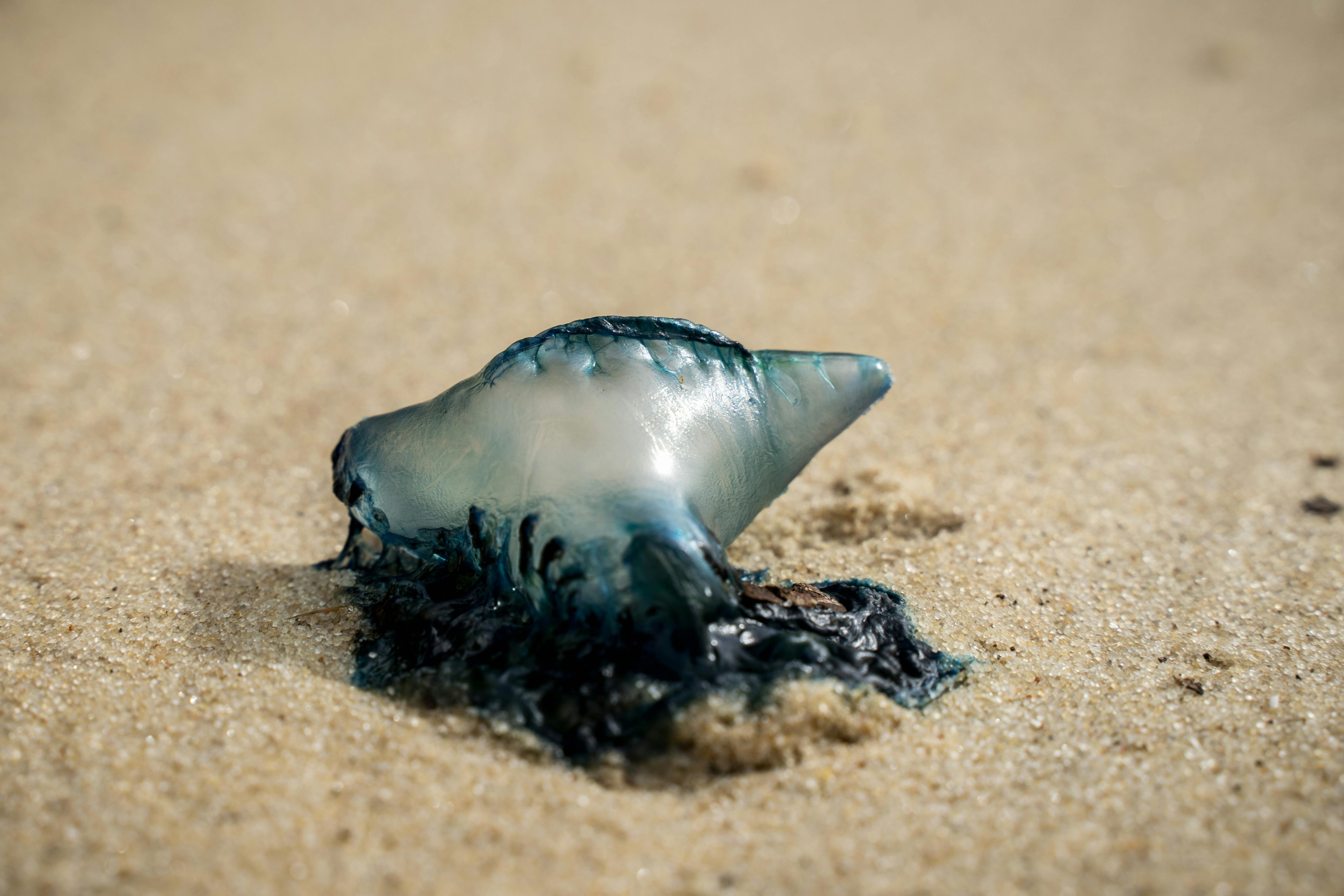 close up shot of a portuguese man o war