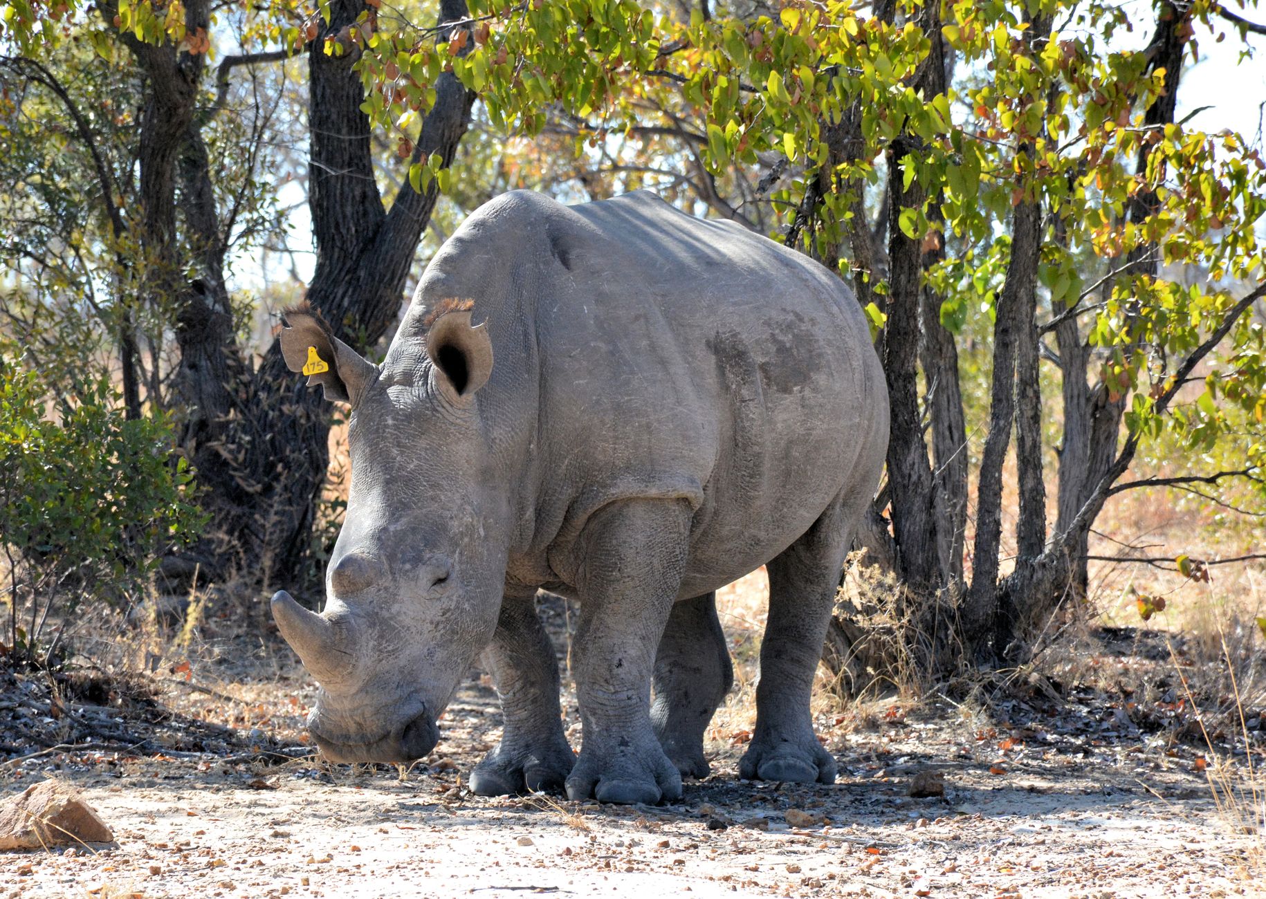 A Guide to Your Botswana Rhino Conservation Safari