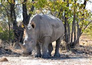 Grey Rhinoceros on Brown Field