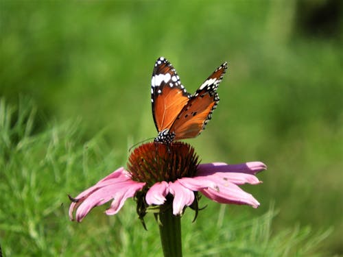Free stock photo of butterflies, sunflower Stock Photo