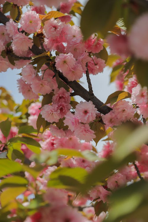 Free Pink Cherry Blossom Tree in Bloom Stock Photo