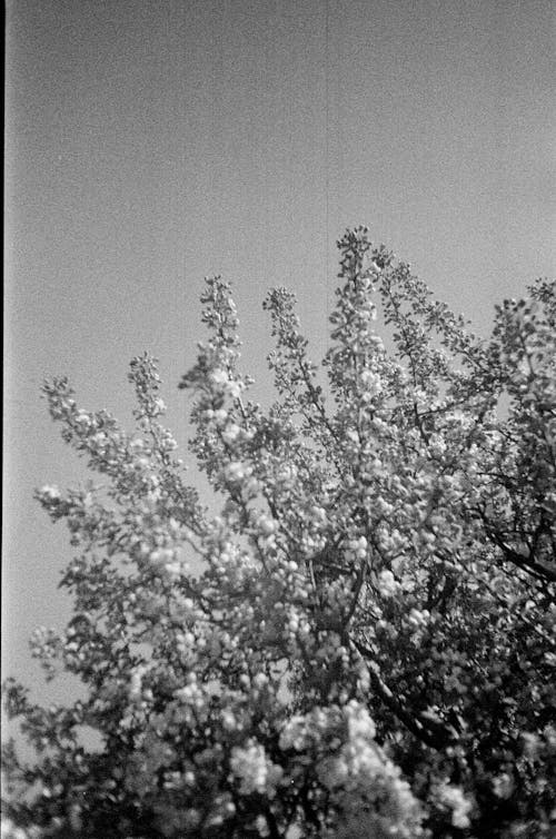 Flowers on Tree Under the Sky