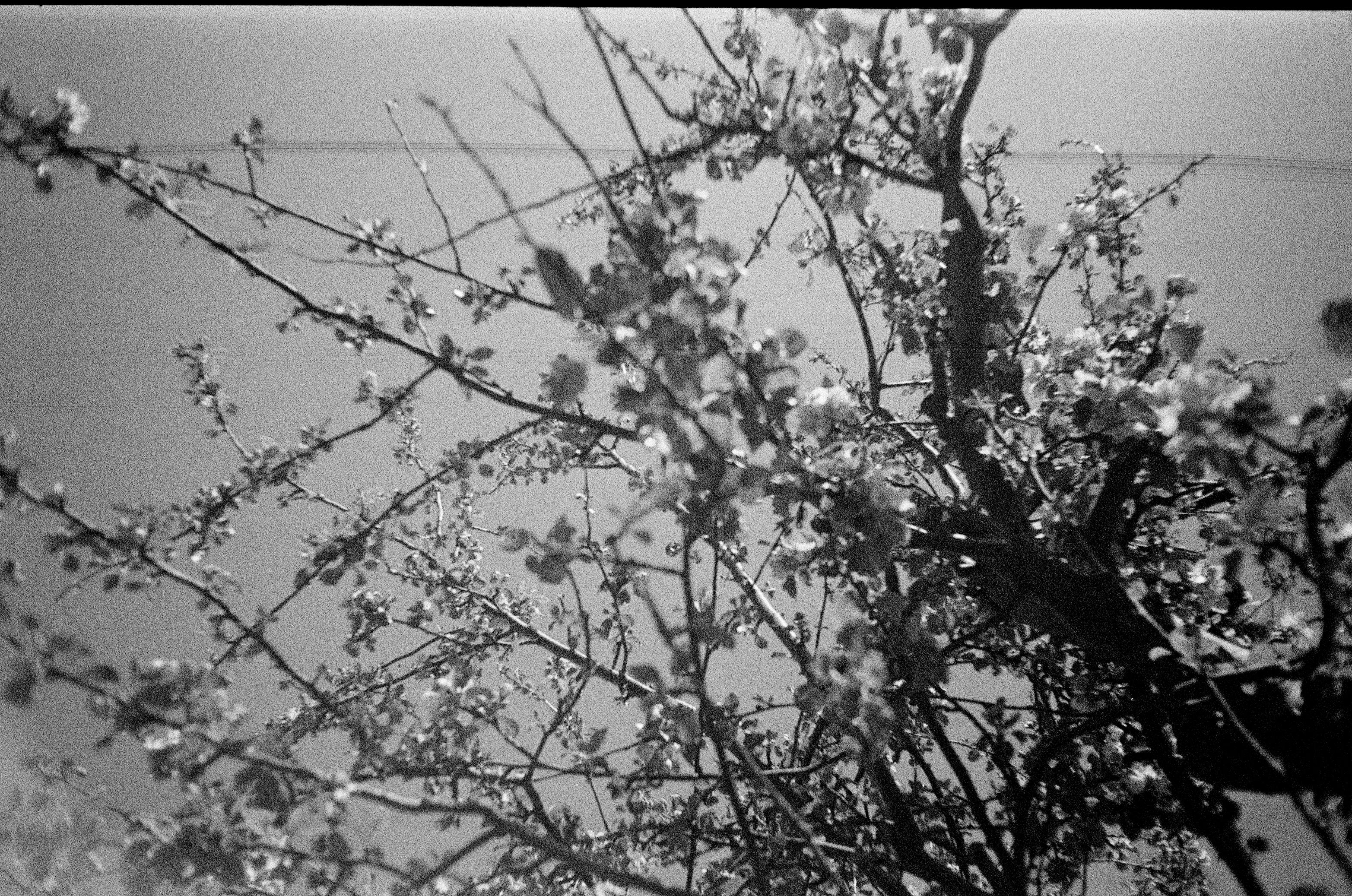 Point And Shoot Photography