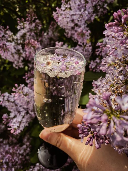 A close-up of a hand holding a glass of water adorned with floating lilac flowers, capturing a serene spring moment.