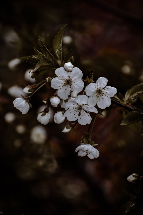 Free Close-up of delicate white blossoms on a tree branch with a blurred background, capturing the essence of spring. Stock Photo
