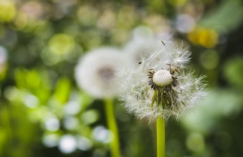 Close-Up Shot of a Dandelion in Bloom