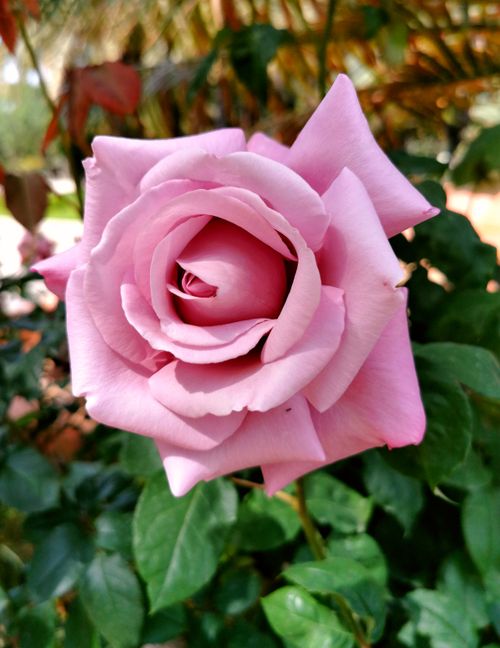 Free A stunning close-up shot of a vibrant pink rose with lush green foliage in the background. Stock Photo