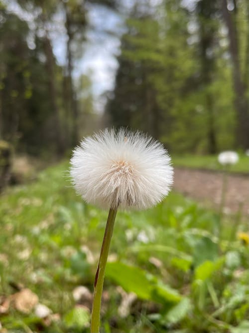 Close-Up Shot of a Dandelion in Bloom