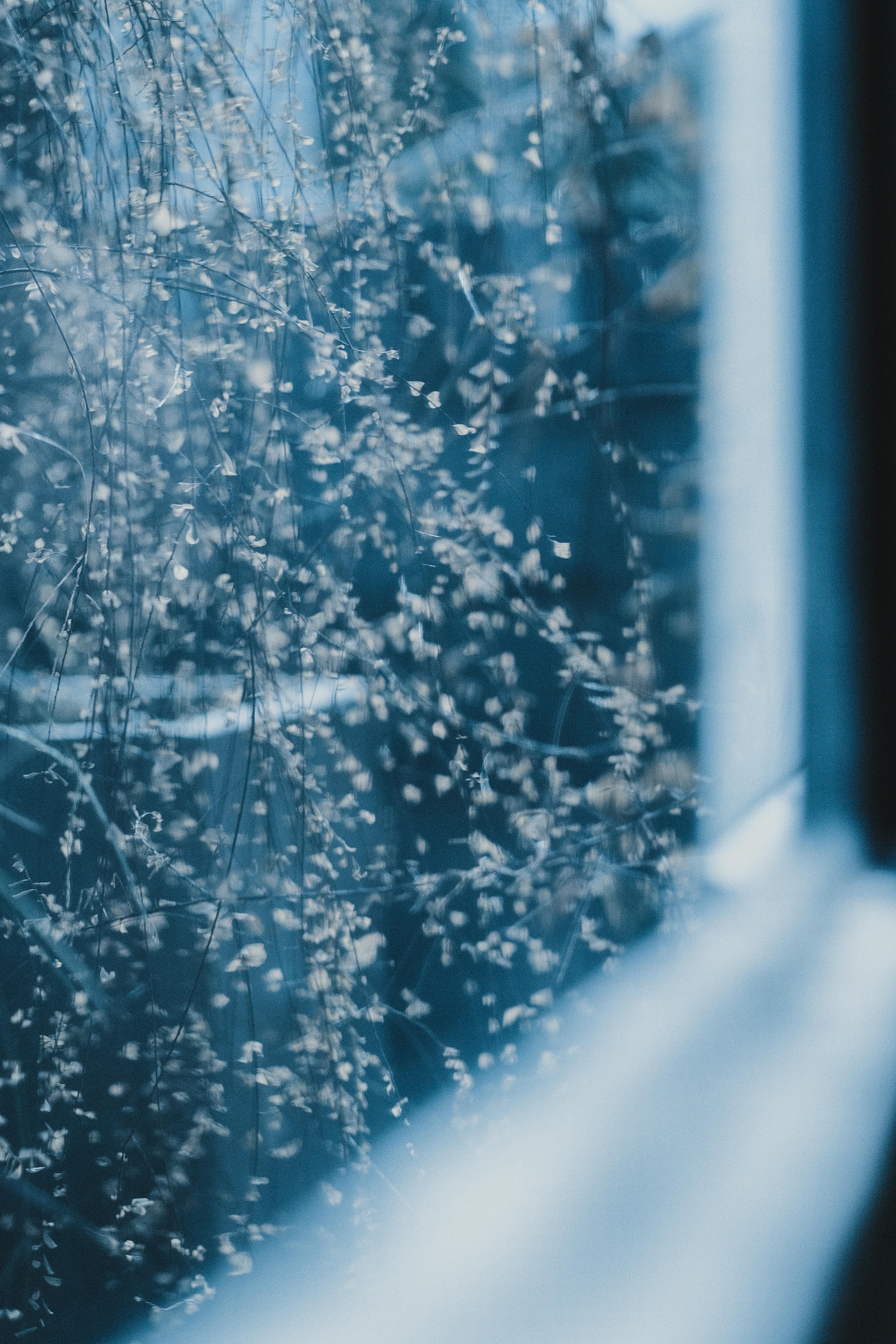 Ethereal view through a window showcasing abstract natural details in cool tones.